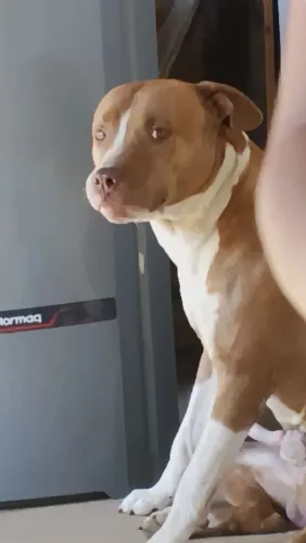 Doa-se pit bull adulto