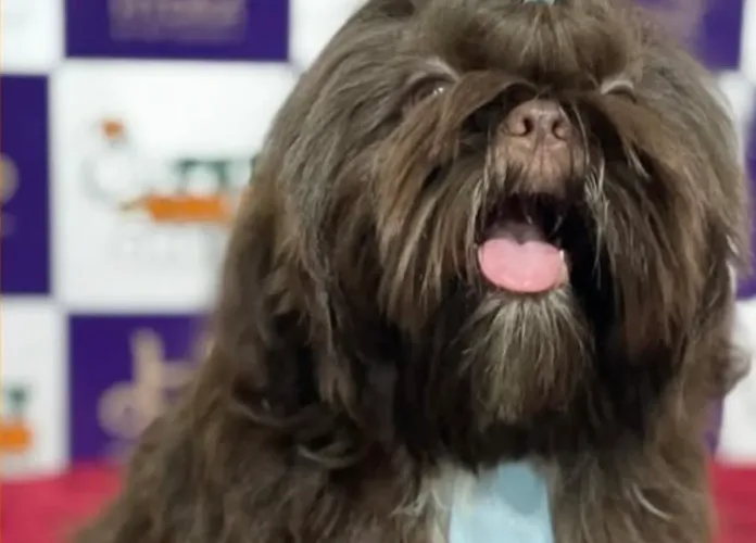 Shih-tzu macho procura namorada