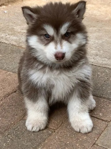 Husky siberiano disponiveis