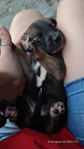 Cachorrinha linda procura um lar cheio de amor!