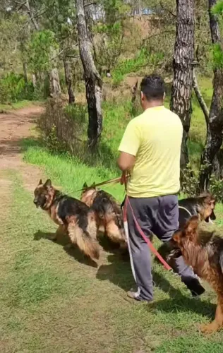 Filhotes de pastor alemão alto padrão 