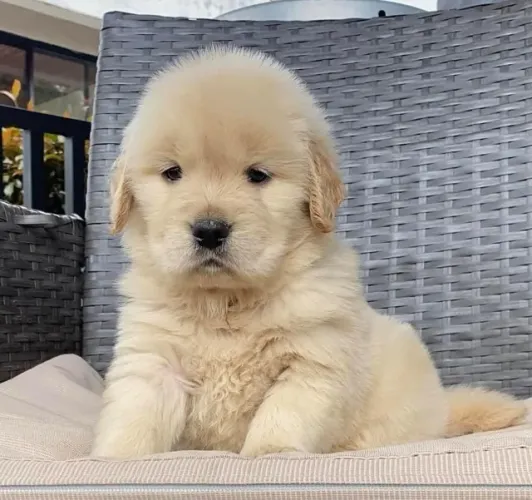 Filhotes de Golden Retriever | O filhote dos sonhos!