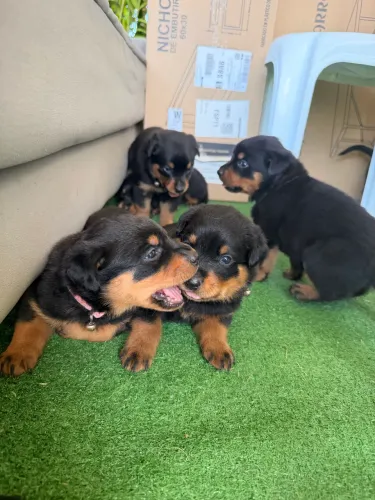 Filhotes de Rottweiler Puros, Lindos e Fortes