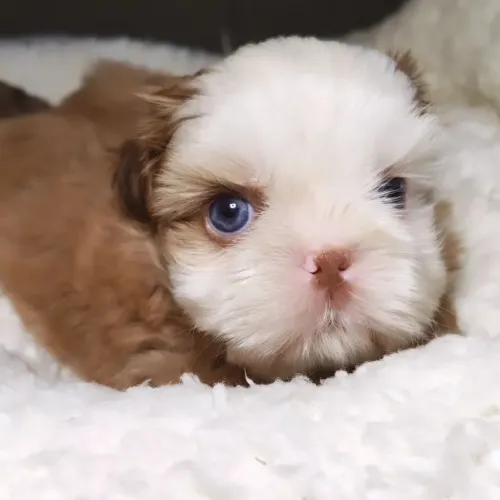 Shihtzu macho 