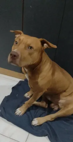 Pitbull Macho