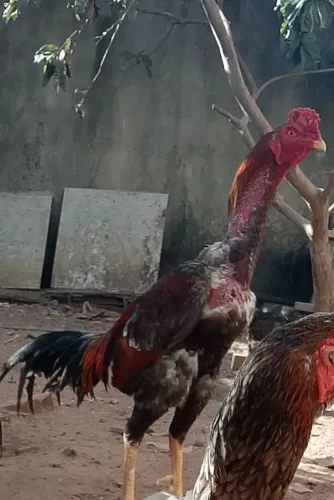 Frangos raça esse e menor valor
