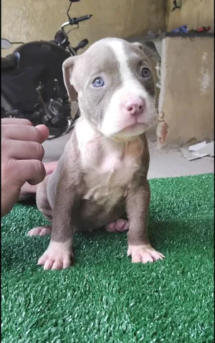 American bully 