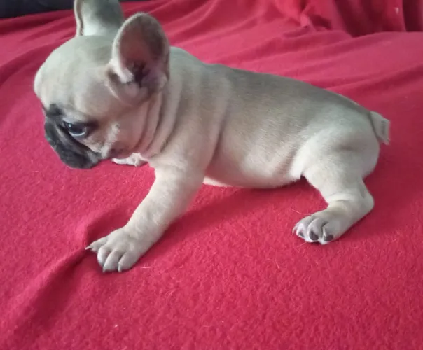 Bulldog francês 2 filhotes machos 