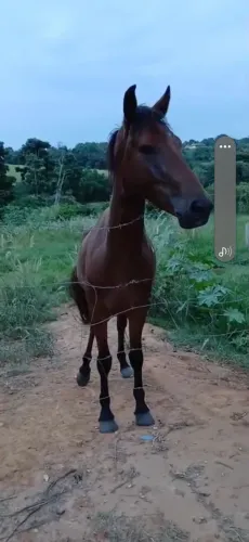 Cavalo Manso Chama que dá negócio! 