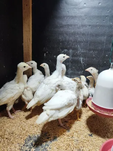 Pintinhos de perú 