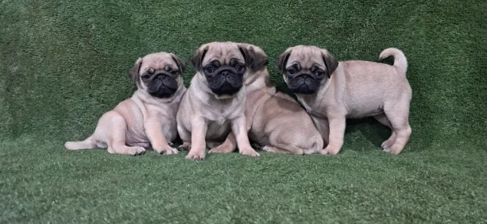Pug Filhotes