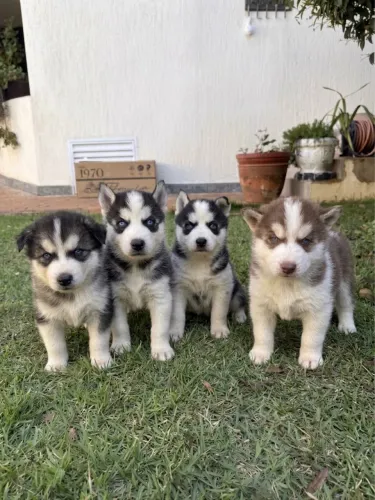 Filhotes de Husky Siberiano