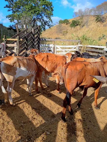 8 Bezerras neloradas