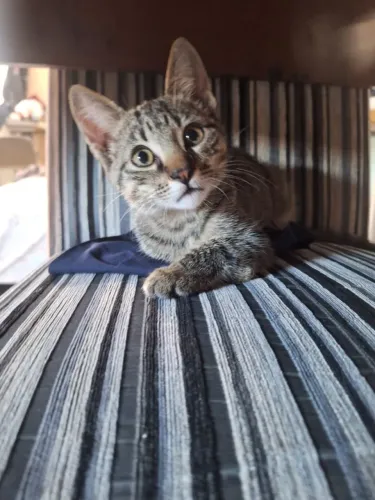 Doa-se um gatinho macho