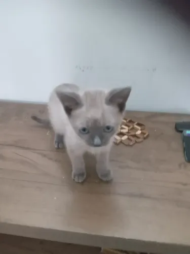 Doação de filhote de gato