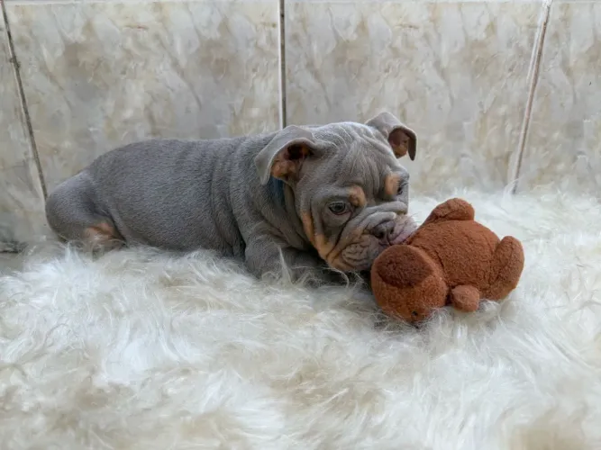 Fêmea Bulldog inglês 