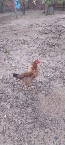 Galinha Caipira 