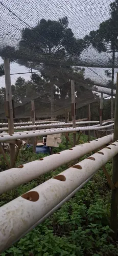 Cano Hidroponia Furado