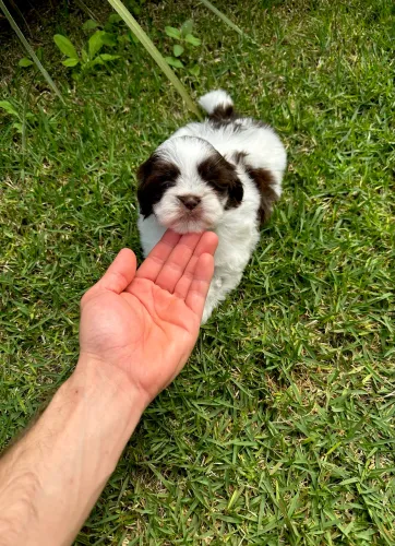 Shihtzu Fêmea Chocolate Mini