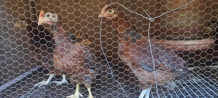 Vendo franguinhos raça Rhod Island Red
