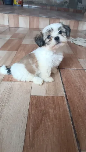 Lhasa apso