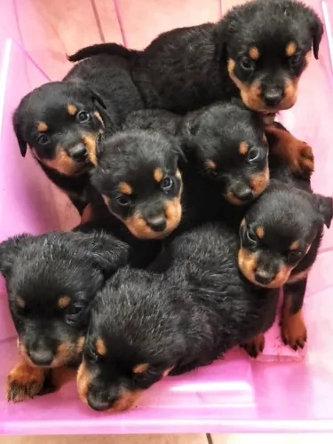 Rottweiler Filhotes prontos para encontrar um lar cheio de carinho