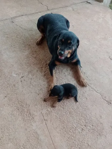 rottweiler filhote FÊMEA 