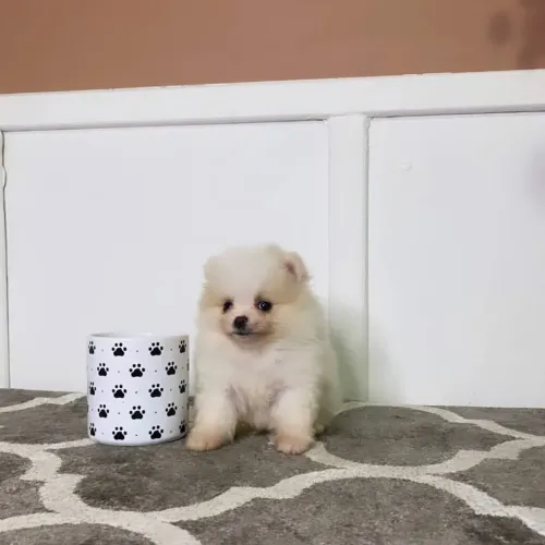 spitz anão