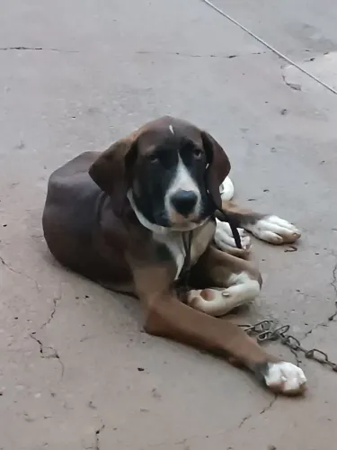 Vende fila brasileiro 5 meses fêmea 