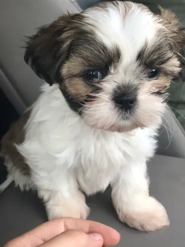 Lindíssimos Lhasa apso machos