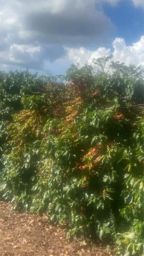 Fazenda de café no triângulo mineiro 