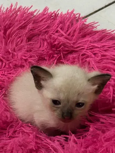 Gatinhos para adoção