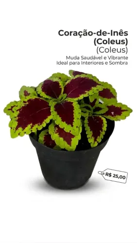Muda de planta 