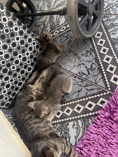 Doa se esses filhotes de gato a gata apareceu eu moro né vila não tenho condições