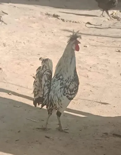 Galo apenzeli 