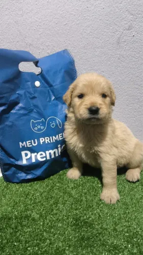 Golden Retriever: raça versátil e muito procurada