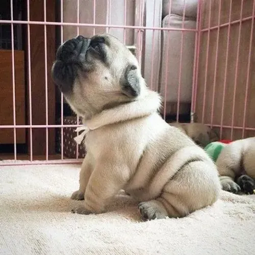 Pug Confiança construída com carinho