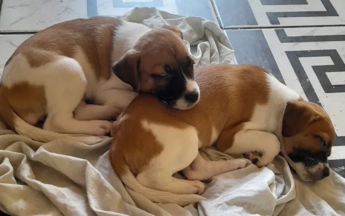 Doação Responsável