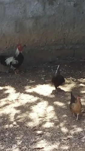 Vendo três galinhas garnizes.