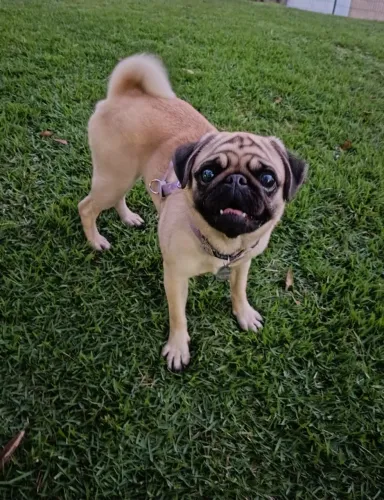 Pug fêmea adulta
