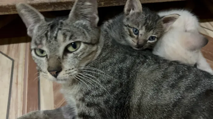 Gatas para adoção 