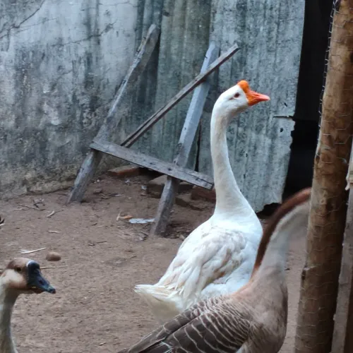 Ganso Sinaleiro, casal Branco 