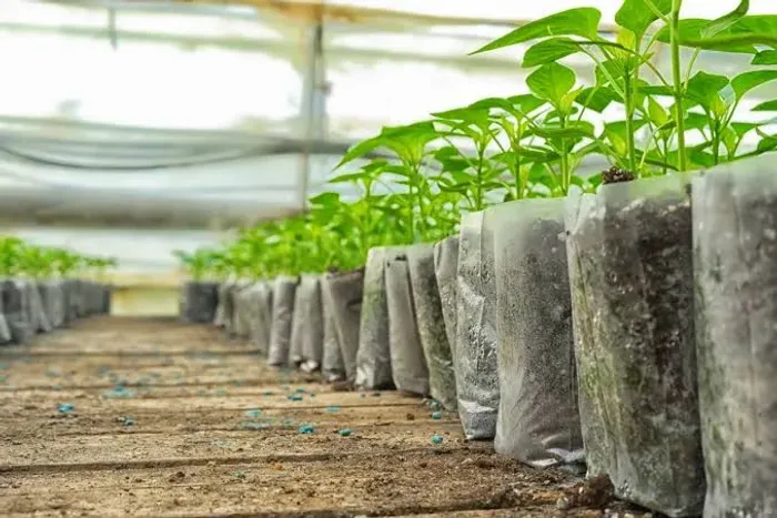 Vendo mudas de plantas