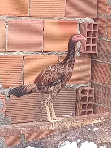 2 frangas de raça 