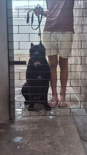 Cane corso