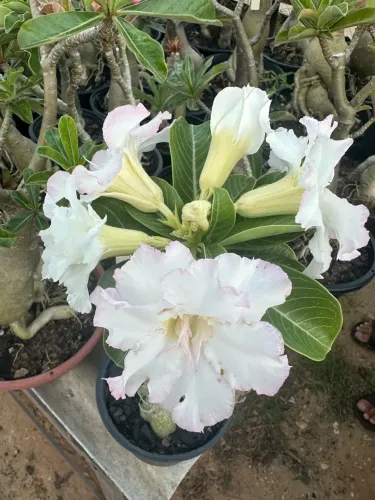 Rosa do deserto branca dobrada 