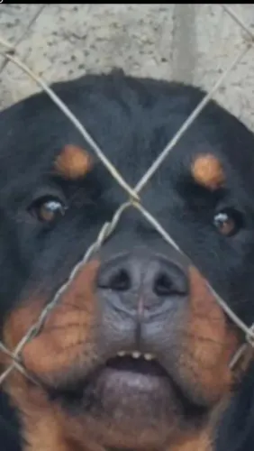 Filhote de Rottweiler