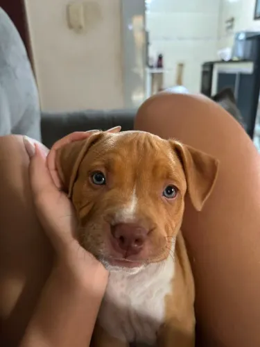 Cachorro American Bully