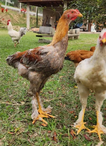 Frangos mestiço brahma