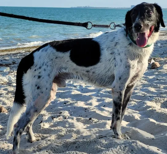 Cachorro para adoção